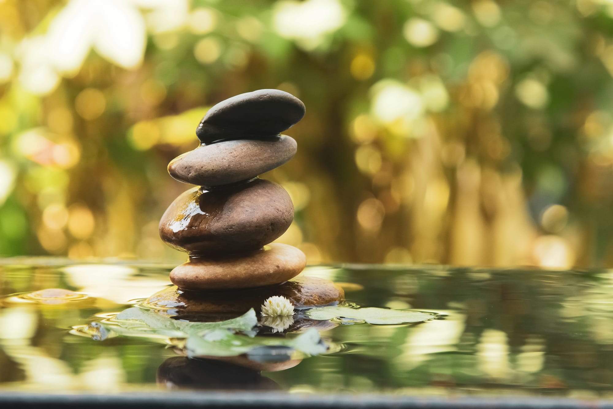 Mindbody Alternatives for Small Wellness Studios